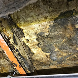 Echter Hausschwamm (Serpula lacrymans) in einem Zwischenboden zerstört Holzbalken und OSB-Platten