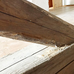 Hausbock - aktiver Befall einer Strebe in einem Dachstuhl - es besteht Handlungsbedarf