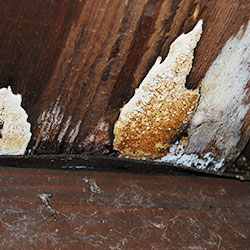 Weißer Porenschwamm und Großer Rindenpilz zerstören den Gehbelag einer Holzbrücke