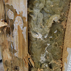 Brauner Kellerschwamm, Fältlingshaut und Weißer Porenschwamm in einer Holzwand