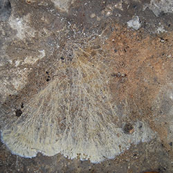 Mycel des Sternsetenpilzes in einem Kartoffelkeller