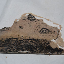 Schimmelpilzbefall (Stachybotrys chartarum) zwischen Tapete und Gipskartonplatte